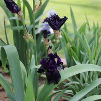 Raven Girl Bearded Iris