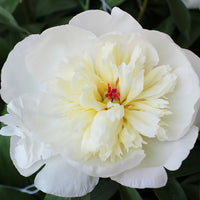 Immaculee Peony
