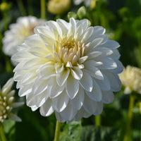 Dahlia- Snowy (Tuber)