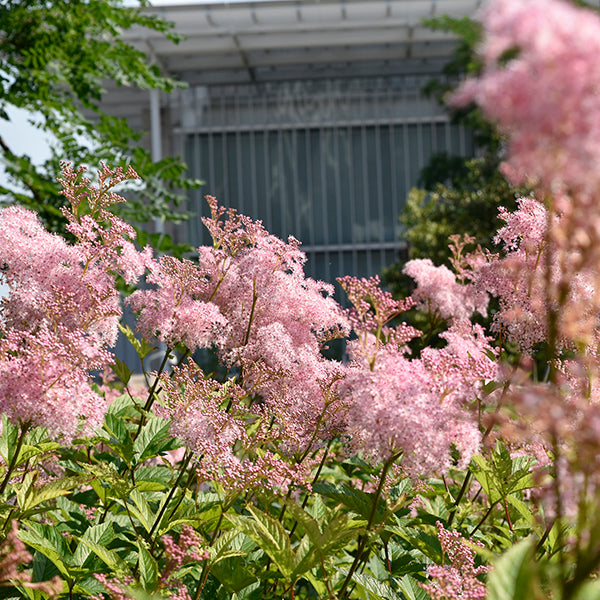 Queen of the Prairie