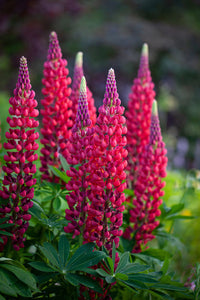 Lupin- Nigrescens Pink