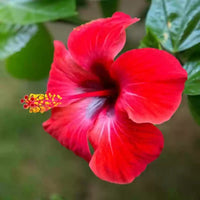 Burgundy Hibiscus Flower Seeds – Heirloom Non-GMO Flower Seeds for Planting with Rich Color