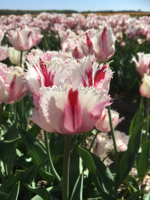 Coldplay Tulip Seeds