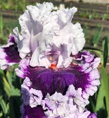 Daring Deception Bearded Iris