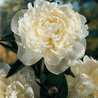 Herbaceous Peony- Duchesse de Nemours
