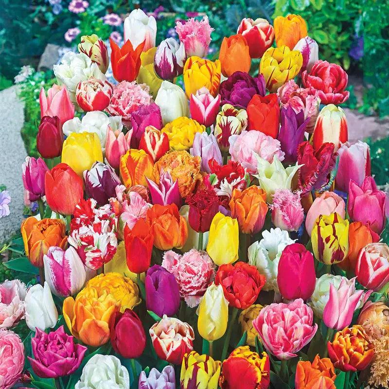 Flaming Beauties Tulip Mixture Seeds