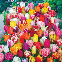 Flaming Beauties Tulip Mixture Seeds