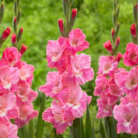 Gladiolus- Pink Parrot