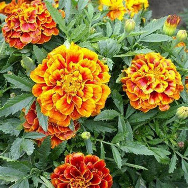 Marigold, French- Sparky Mixed