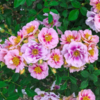 Easy on the Eyes Shrub Rose