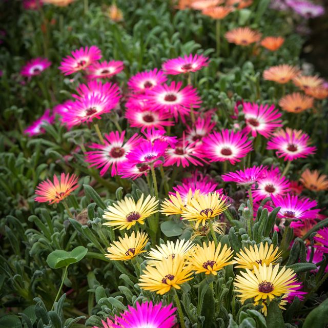 Livingstone Daisy Mix