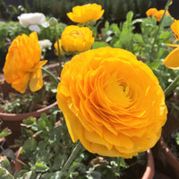Ranunculus- Elegance Giallo 54-09