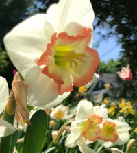 Night Cap Daffodil Seeds