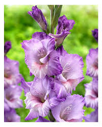 Gladiolus- Flevo Nautica