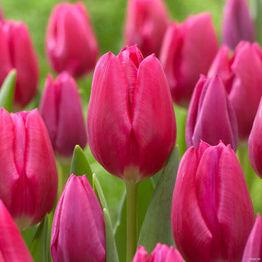 Pink Ardour Tulip Seeds