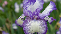 Jawbone Flats Bearded Iris
