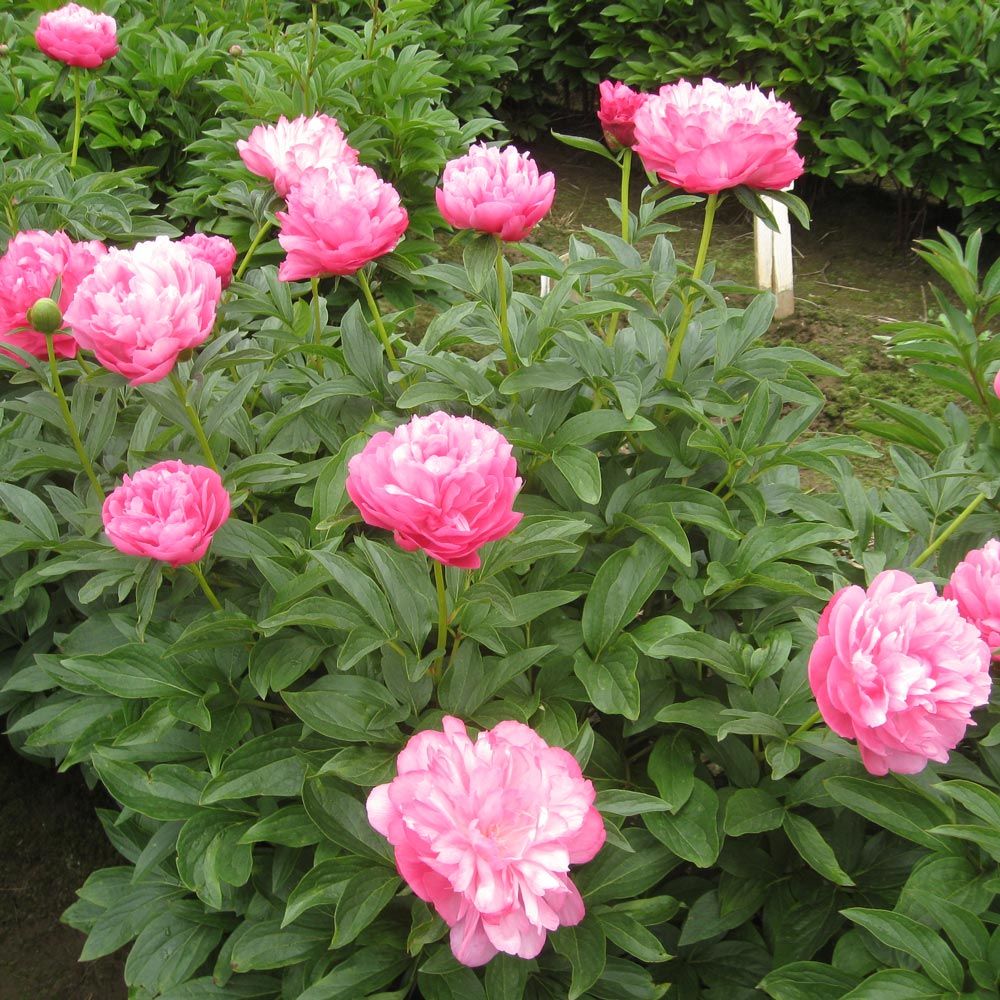 Joker Peony