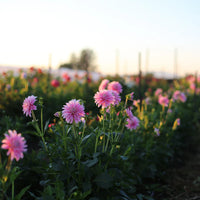 Dahlia- Alloway Candy (Tuber)