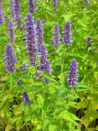 Hyssop- Mexican Giant