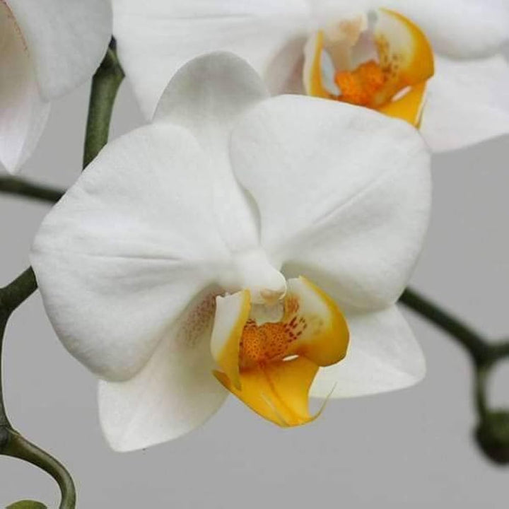 Phalaenopsis Orchid Flower Seeds, Heirloom, Non-GMO Exotic Indoor Bloom Seeds for Planting
