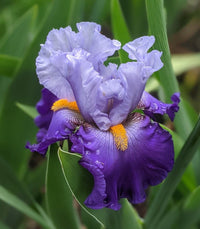 Cubs Win It Bearded Iris