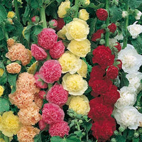 Hollyhock- Chaters Double Mix
