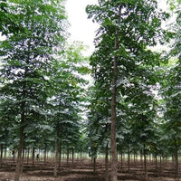 Melia Composita  Seeds
