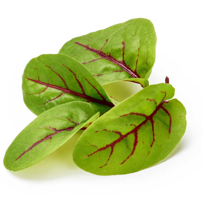 Red Veined Sorrel – Green Seed