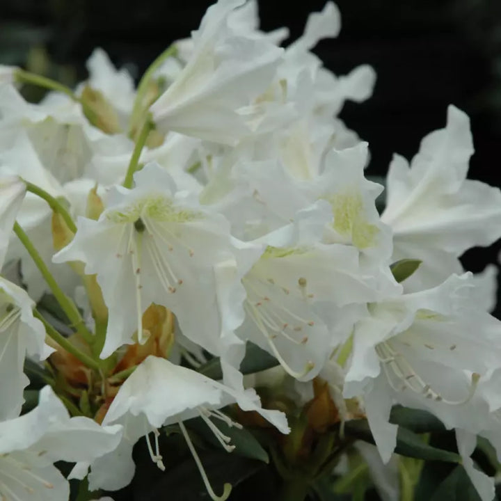 Organic Heirloom Rhododendron Plant Seeds – Non-GMO Ornamental Shrub Seeds for Planting