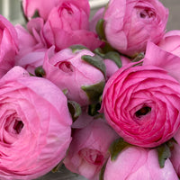 Ranunculus- Primo Rosa Light Pink (Corm)