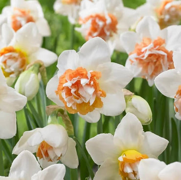 Extravaganza Daffodil Seeds