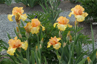 Mango Passion Bearded Iris