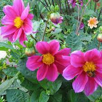 Dahlia- Pink Mania (Tuber)