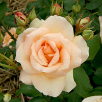 Rose- Apricot Nectar