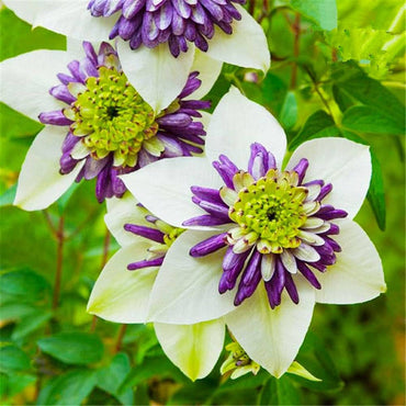 Heirloom Non-GMO White Purple Clematis Flower Seeds for Planting – Bicolor Climbing Vine Seeds