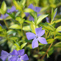 Heirloom Non-GMO Blue Vinca Flower Seeds for Colorful Ground Cover and Garden Planting