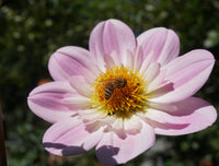Dahlia- Pinky O (Tuber)