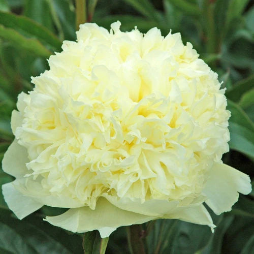 Goldilocks Peony
