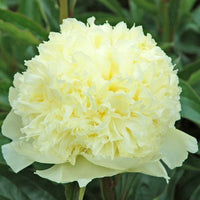 Goldilocks Peony