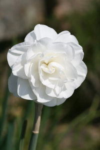 Santa Claus Daffodil Seeds