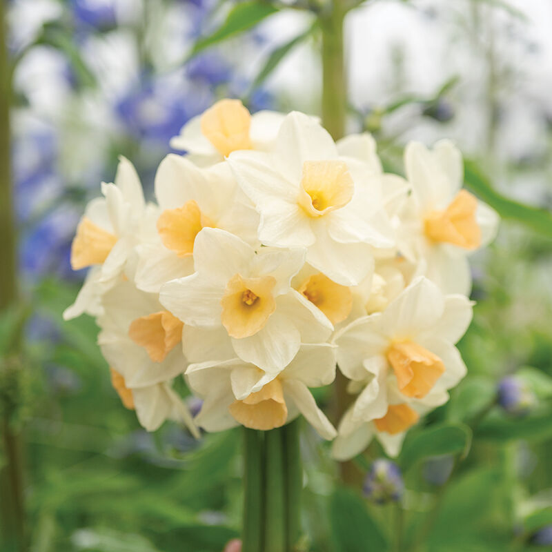 Kapiti Peach Daffodil Seeds