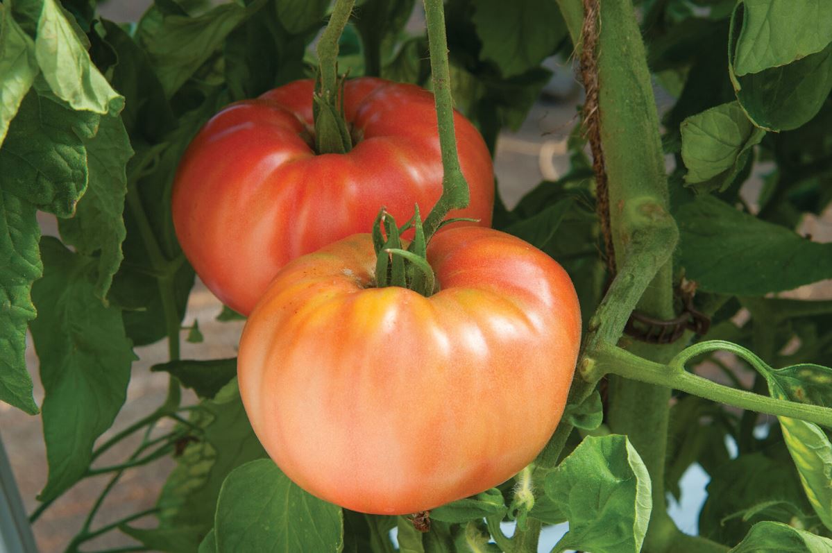 German Johnson – Organic Tomato Seed