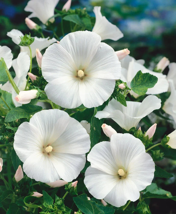 Organic White Lavatera Flower Seeds for Planting – Heirloom, Non-GMO