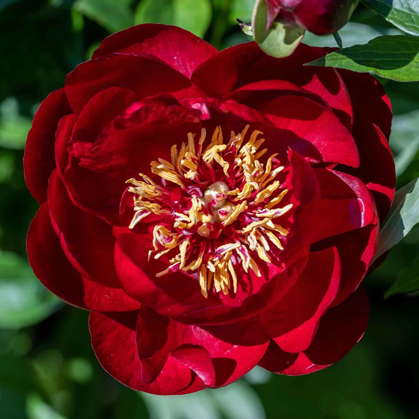 Buckeye Belle Peony