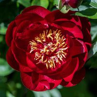 Buckeye Belle Peony