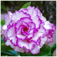 Organic Heirloom White Purple Adenium Flower Seeds – Non-GMO Stunning Desert Rose for Planting