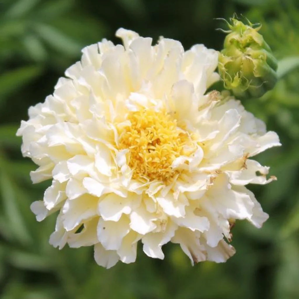 Marigold, African- Kilimanjaro White