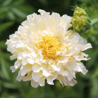 Marigold, African- Kilimanjaro White