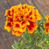 Marigold, French- Fiesta