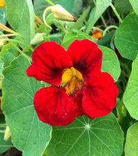 Nasturtium- Gleam Scarlet